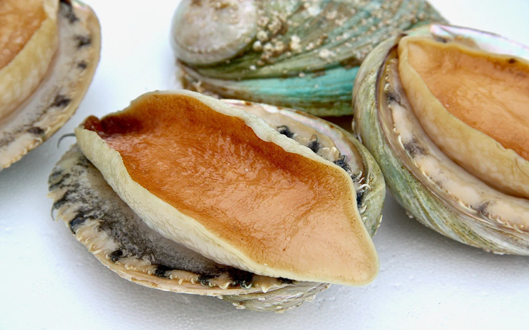 Golden Abalone